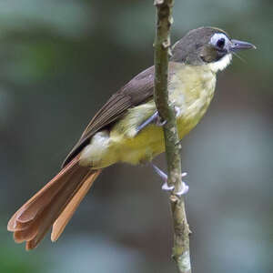 Bulbul moustac