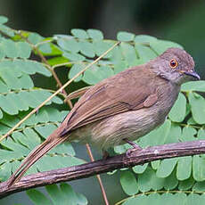 Bulbul oeil-de-feu