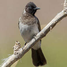 Bulbul somalien