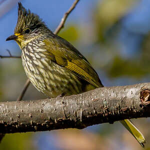 Bulbul strié