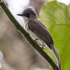 Bulbul terreux