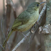 Bulbul tétraka