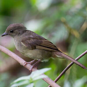 Bulbul verdâtre