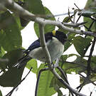 Calliste sucrier