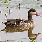 Canard à bec rouge