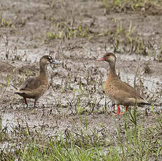 Canard amazonette