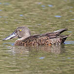 Canard bridé