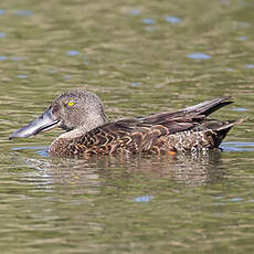 Canard bridé