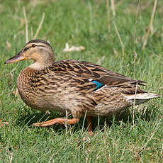 Canard colvert