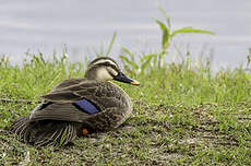 Canard de Chine