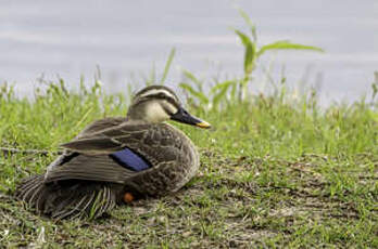 Canard de Chine