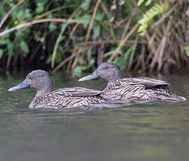 Canard de Meller