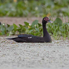 Canard musqué