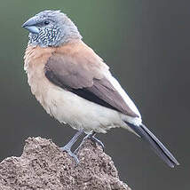 Capucin à tête grise