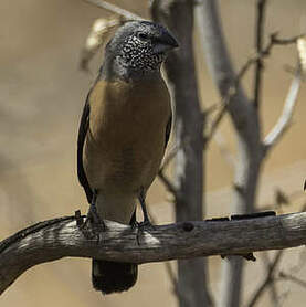 Capucin à tête grise