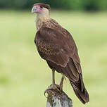 Caracara du Nord