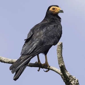 Caracara noir