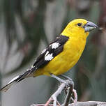 Cardinal à tête jaune