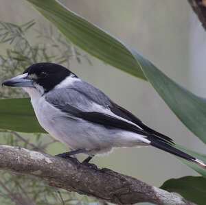 Cassican à collier