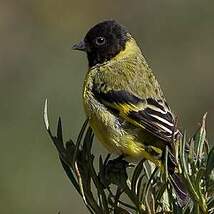 Chardonneret de Magellan