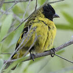 Chardonneret de Magellan