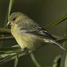 Chardonneret mineur