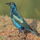 Choucador à oreillons bleus
