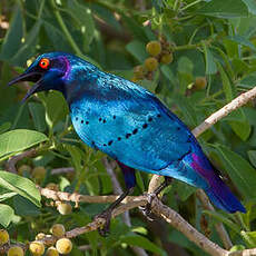 Choucador à queue violette