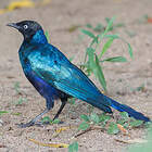 © Paul van Giersbergen