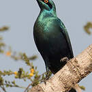 Choucador de Swainson