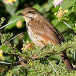 Cichladuse tachetée