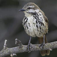 Cichladuse tachetée