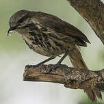 Cichladuse tachetée