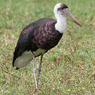 Cigogne à pattes noires