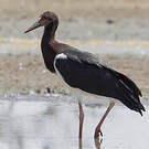 Cigogne d'Abdim