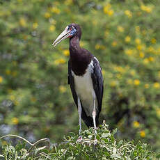 Cigogne d'Abdim