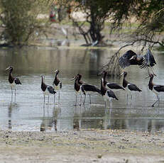 Cigogne d'Abdim