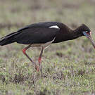 Cigogne d'Abdim