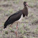 Cigogne d'Abdim
