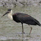 Cigogne épiscopale