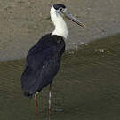 Cigogne épiscopale