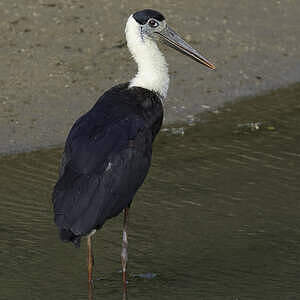 Cigogne épiscopale