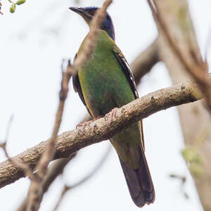 Cochoa vert