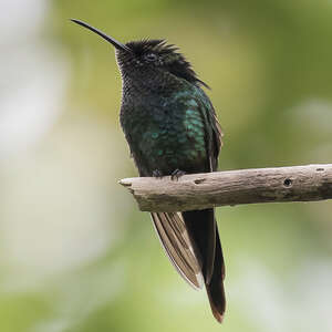 Colibri à bec noir