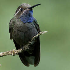 Colibri à gorge bleue