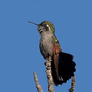 Colibri à gorge grenat