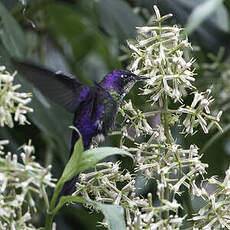 Colibri à petit bec