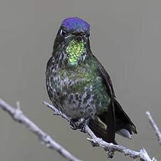 Colibri à petit bec