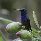 Colibri à queue blanche
