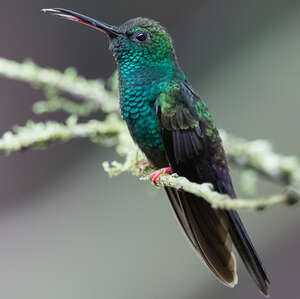 Colibri à queue bronzée